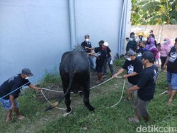 Via Vallen Sembelih Hewan Kurban di Rumah, Semua Kru Swab Antigen Dulu