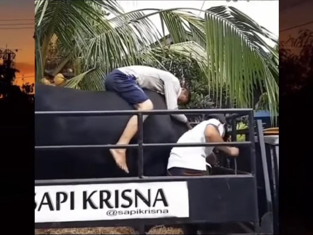 Viral Pria Nangis Tersedu-sedu Pisah dengan Sapi, Definisi Sebuah Kehilangan Viral Pria Nangis Tersedu-sedu Pisah dengan Sapi, Definisi Sebuah Kehilangan
