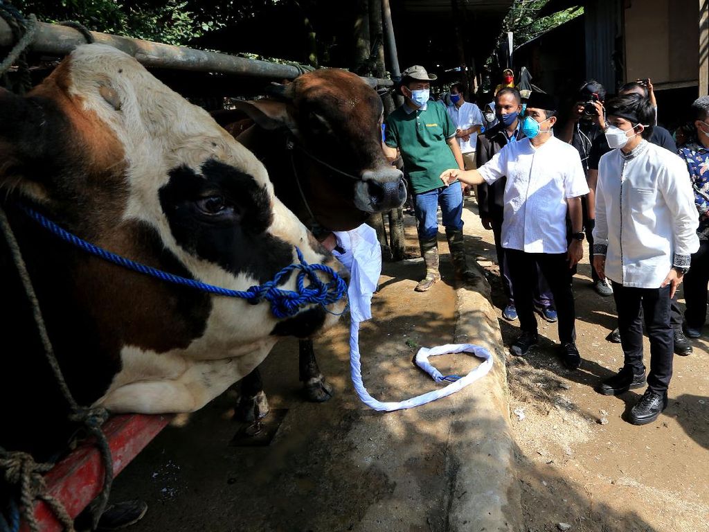 Berbagi Daging Kurban untuk Masyarakat Terdampak Pandemi Berbagi Daging Kurban untuk Masyarakat Terdampak Pandemi