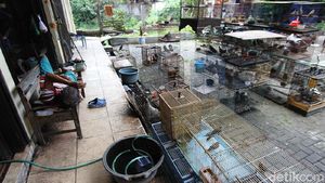 Curhat Pedagang Burung di Solo Imbas PPKM Level 4