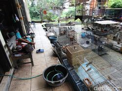 Curhat Pedagang Burung di Solo Imbas PPKM Level 4