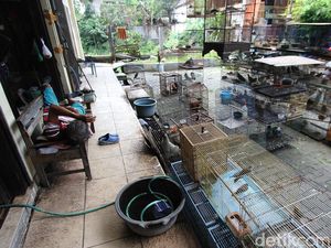 Curhat Pedagang Burung di Solo Imbas PPKM Level 4 Curhat Pedagang Burung di Solo Imbas PPKM Level 4