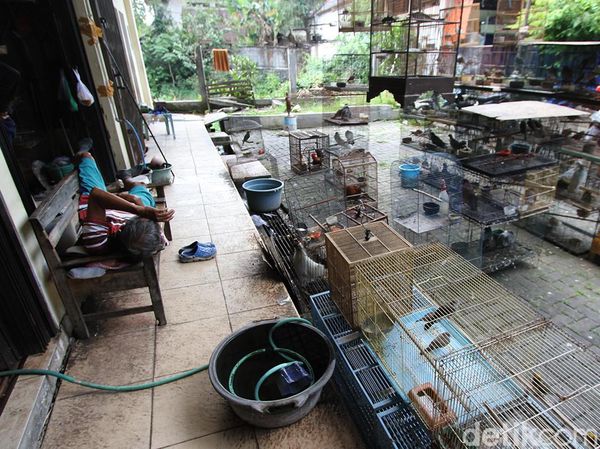 Curhat Pedagang Burung di Solo Imbas PPKM Level 4