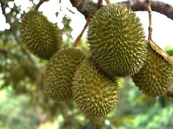 Tak Biasa! Begini Cara 4 Orang Ini Mengupas Buah Durian