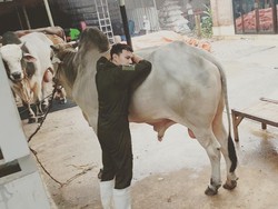 Hardi Fadhillah Mantan Artis FTV Kini Sukses Ternak Sapi Limosin