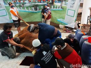 Sapi Presiden Jokowi Disembelih, Dagingnya Dibagi ke Petugas Makam COVID-19