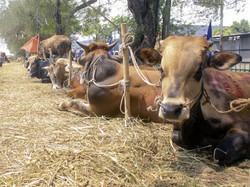 4 Manfaat Berkurban saat Idul Adha, Salah Satunya sebagai Penghapus Dosa