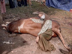 Keseruan Ria Ricis Saat Kurban Empat Ekor Sapi saat Idul Adha