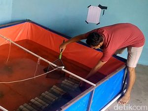 Warga Pekalongan Dapat Cuan dari Lobster Air Tawar