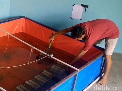Warga Pekalongan Dapat Cuan dari Lobster Air Tawar