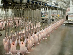 RPHU dan Kemitraan Dinilai Jadi Solusi Perbaikan Industri Unggas