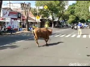 Sapi Kurban di Lumajang Lepas ke Jalan Raya, Pengendara Sempat Terganggu Sapi Kurban di Lumajang Lepas ke Jalan Raya, Pengendara Sempat Terganggu