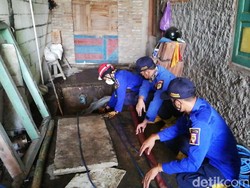 Detik-detik Dramatis Evakuasi Sapi Kurban yang Nyemplung Septic Tank