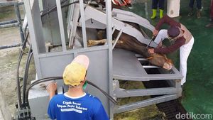 Seperti Ini Cara Pemotongan Sapi Kurban dengan Restraining Box