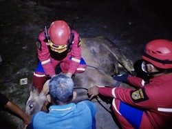 Cerita Tim Damkar Klaten Jinakkan Sapi Kurban Lepas hingga Dini Hari