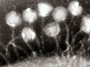 Virus Kuno Berusia 15 Ribu Tahun Tersembunyi di Tibet Virus Kuno Berusia 15 Ribu Tahun Tersembunyi di Tibet