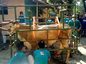 Warga Pekalongan Ini Bikin Alat Jagal Portabel, Bisa untuk Sapi 2 Ton Warga Pekalongan Ini Bikin Alat Jagal Portabel, Bisa untuk Sapi 2 Ton