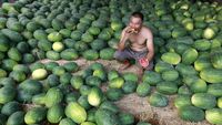 Catat Gaes, Ini Deretan Buah yang Bagus untuk Pasien COVID-19