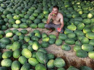 Catat Gaes, Ini Deretan Buah yang Bagus untuk Pasien COVID-19