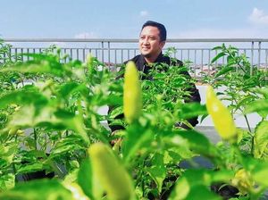 Hobi Berkebun, Ustaz Yusuf Mansur Punya Kebun Sayur di Rooftop Rumahnya Hobi Berkebun, Ustaz Yusuf Mansur Punya Kebun Sayur di Rooftop Rumahnya