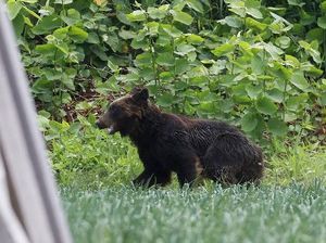 Olimpiade Tokyo 2020: Mau Tanding, eh Venue Disatroni Beruang! Olimpiade Tokyo 2020: Mau Tanding, eh Venue Disatroni Beruang!