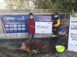 Lazismu Salurkan 290 Sapi Kurban BPKH ke 30 Provinsi di Indonesia