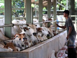 Peningkatan Kasus COVID-19 di Indonesia Terasa Dampaknya Bagi Eksportir Sapi Australia