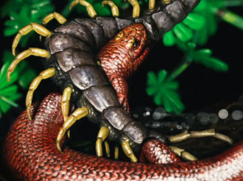 Ditemukan Nenek Moyang Reptil, Hidup 310 Juta Tahun Lalu