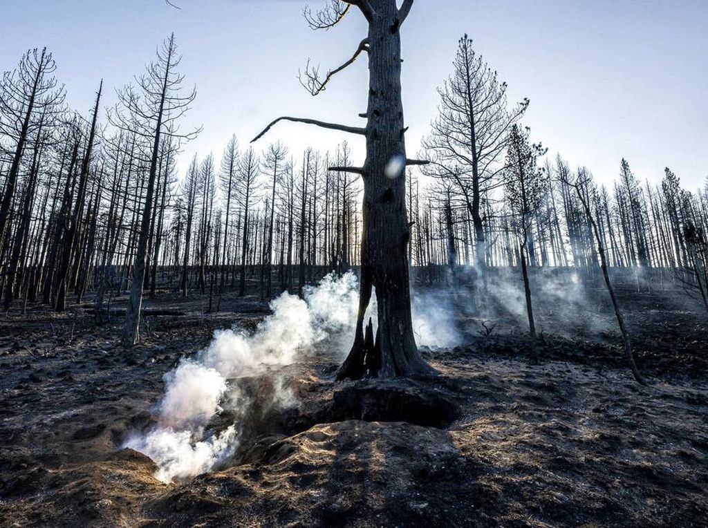 Jejak Kebakaran Hebat yang Menghanguskan Hutan di Barat Amerika Jejak Kebakaran Hebat yang Menghanguskan Hutan di Barat Amerika