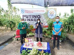 Juri Kompetisi Sinovik Lakukan Pengecekan Inovasi Buah Naga Secara Virtual