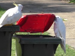 Fenomena Burung-burung Kakatua Pintar di Australia