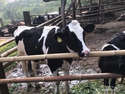 Dago Dairy, Wisata Aman untuk Anak Autis Saat Pandemi