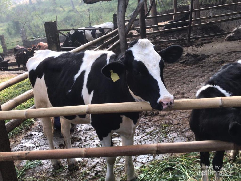 Dago Dairy, Wisata Aman untuk Anak Autis Saat Pandemi Dago Dairy, Wisata Aman untuk Anak Autis Saat Pandemi