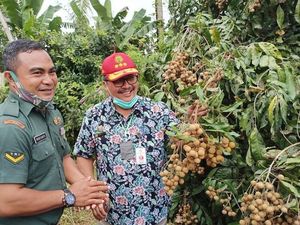 Genjot Daya Saing, Kementan Siap Kembangkan 900 Kampung Buah di RI