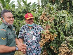 Genjot Daya Saing, Kementan Siap Kembangkan 900 Kampung Buah di RI