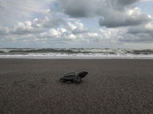 Ironi Konservasi Penyu di Tengah PPKM Ironi Konservasi Penyu di Tengah PPKM