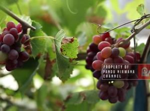 Pria di Jakarta Ini Sukses Bikin Kebun Anggur di Atap Rumah