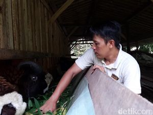 Kedai Kopi Banyumas Terdampak PPKM, Pegiat Kopi Ini Pilih Ternak Kambing