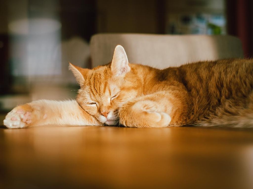 Apakah Hewan Mengalami Mimpi Saat Tidur? Apakah Hewan Mengalami Mimpi Saat Tidur?