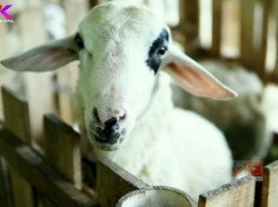 Mantan Lurah Pilih Jadi Peternak Kambing dan Hidup Lebih Tenang