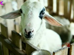 Mantan Lurah Pilih Jadi Peternak Kambing dan Hidup Lebih Tenang Mantan Lurah Pilih Jadi Peternak Kambing dan Hidup Lebih Tenang
