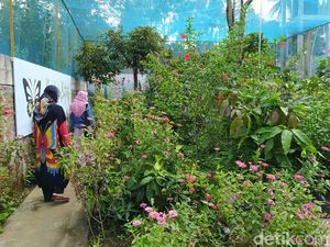 Penangkaran Kupu-kupu Borobudur Penangkaran Kupu-kupu Borobudur