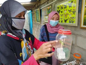 Melihat Tempat Penangkaran dan Galeri Kupu-kupu di Dekat Borobudur