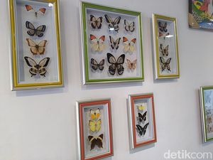 Ada Lho Penangkaran Kupu-kupu di Dekat Candi Borobudur