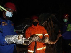 Ular Piton 3 Meter Pemangsa Ternak Warga di Trenggalek Ditangkap