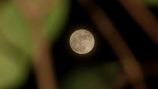 Potret Bulan Purnama Rusa di Aceh