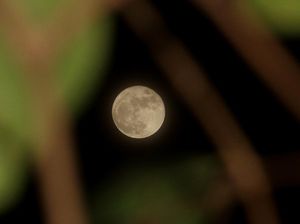 Buck Moon 2024: Waktu dan Serba-serbi Purnama di Bulan Juli Buck Moon 2024: Waktu dan Serba-serbi Purnama di Bulan Juli