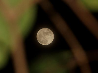 Potret Bulan Purnama Rusa di Aceh