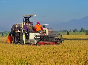 Mentan: Di Seluruh Indonesia Tidak Ada Hari Tanpa Panen Padi