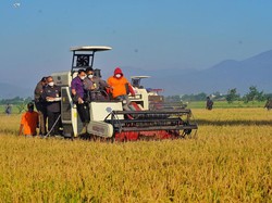 Mentan: Di Seluruh Indonesia Tidak Ada Hari Tanpa Panen Padi